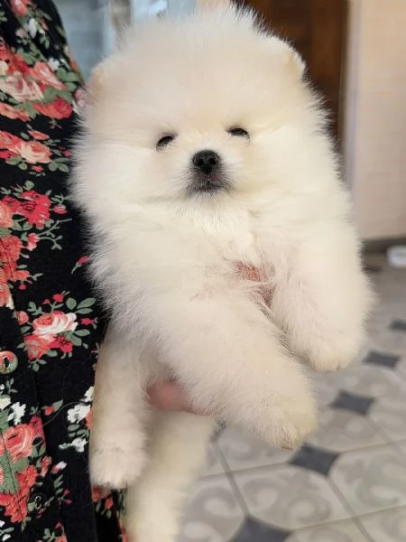 meravigliosi Volpino Pomerania per adozione | Foto 2