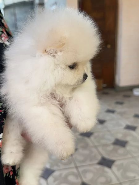 meravigliosi Volpino Pomerania per adozione | Foto 1