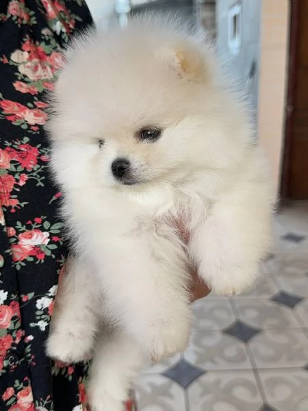 meravigliosi Volpino Pomerania per adozione | Foto 0