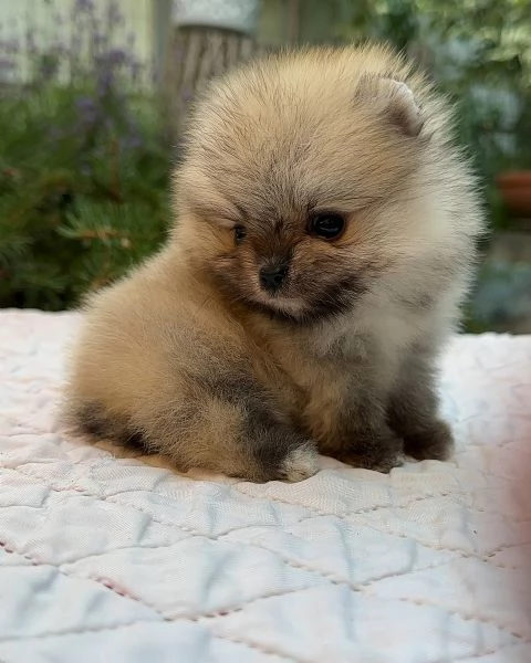 meravigliosi Volpino Pomerania per adozione | Foto 4