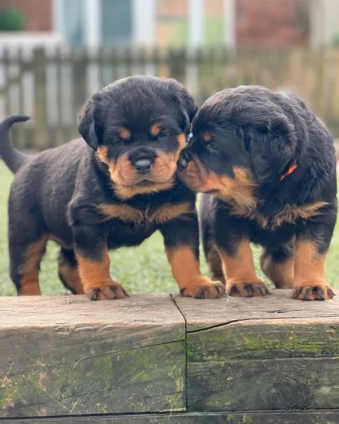 meravigliosi rottweiler per adozione | Foto 3