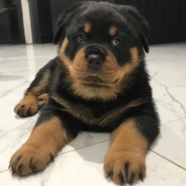 meravigliosi rottweiler per adozione