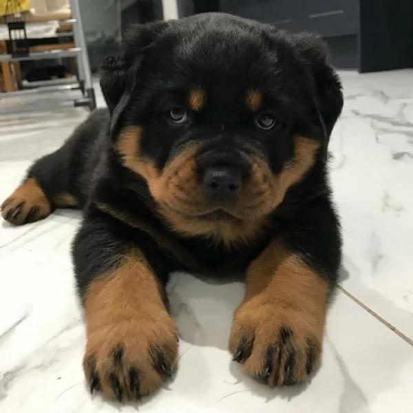 meravigliosi rottweiler per adozione | Foto 0