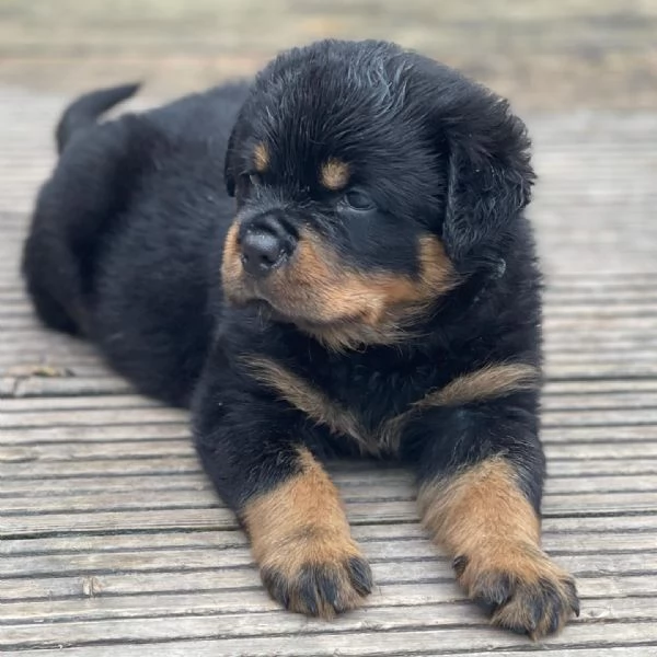 meravigliosi rottweiler per adozione | Foto 4