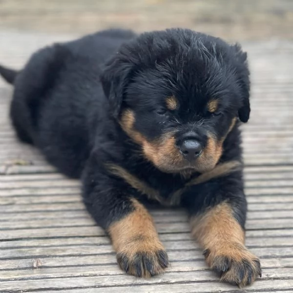 meravigliosi rottweiler per adozione | Foto 1