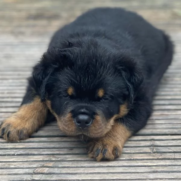 meravigliosi rottweiler per adozione | Foto 0