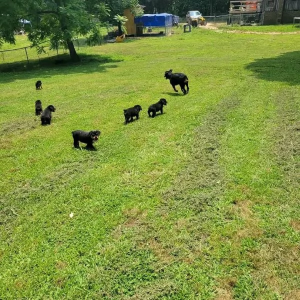 meravigliosi rottweiler per adozione | Foto 5