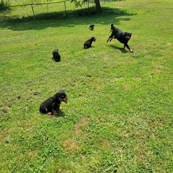 meravigliosi rottweiler per adozione | Foto 2