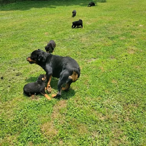 meravigliosi rottweiler per adozione | Foto 1