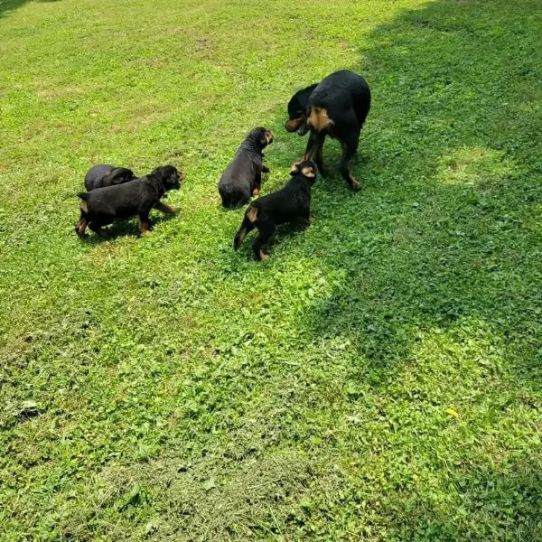 meravigliosi rottweiler per adozione | Foto 0