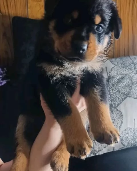 meravigliosi rottweiler per adozione | Foto 3