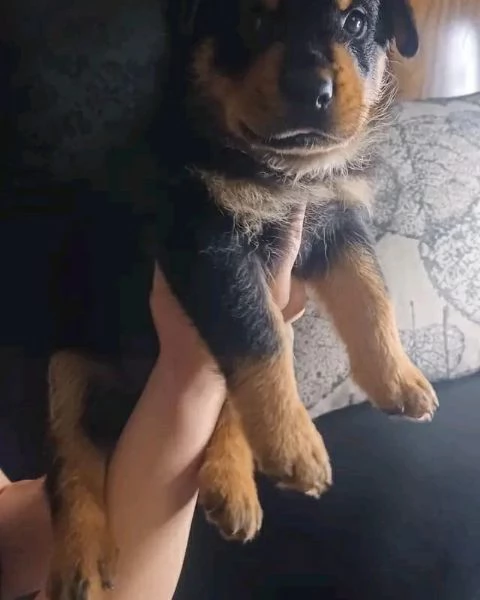 meravigliosi rottweiler per adozione | Foto 2