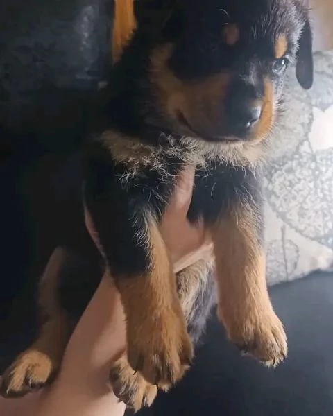 meravigliosi rottweiler per adozione | Foto 1