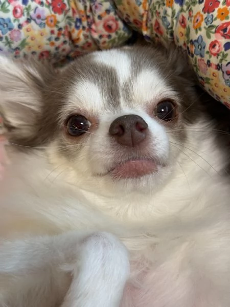 meravigliosi Chihuahua per adozione