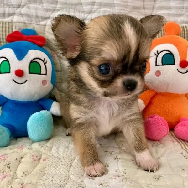 meravigliosi Chihuahua per adozione | Foto 2