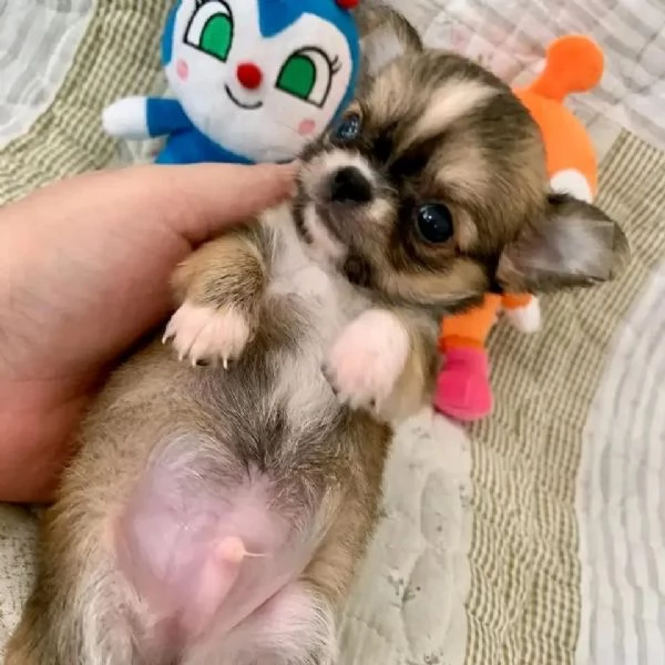 meravigliosi Chihuahua per adozione | Foto 1