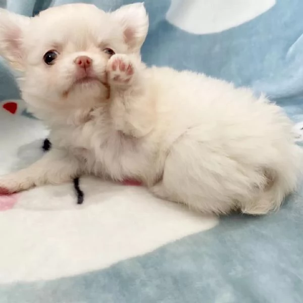 meravigliosi Chihuahua per adozione | Foto 2
