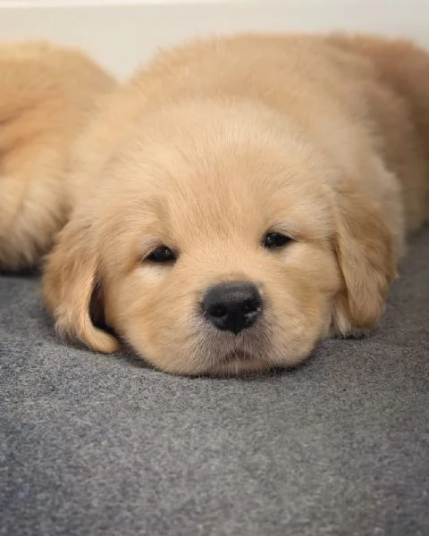 meravigliosi Golden Retriever per adozione | Foto 4