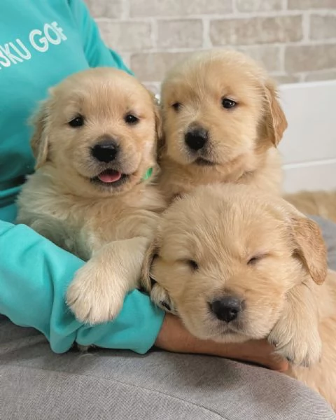 meravigliosi Golden Retriever per adozione