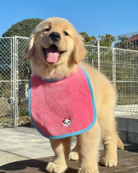meravigliosi Golden Retriever per adozione | Foto 3