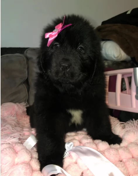 Eccellente Terranova Cuccioli per adozione