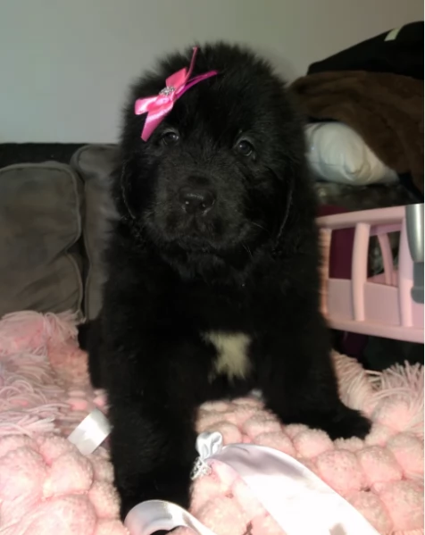 Puri cuccioli Terranova pronti subito oggi | Foto 0