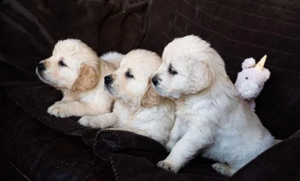 Cuccioli di Golden Retriever registrati Cani di famiglia perfetti | Foto 0