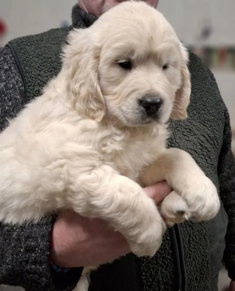 Adorabili cuccioli di Golden Retriever da adottare | Foto 2