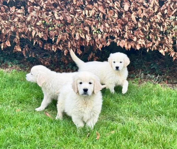 Disponibili splendidi cuccioli di Golden Retriever registrati.