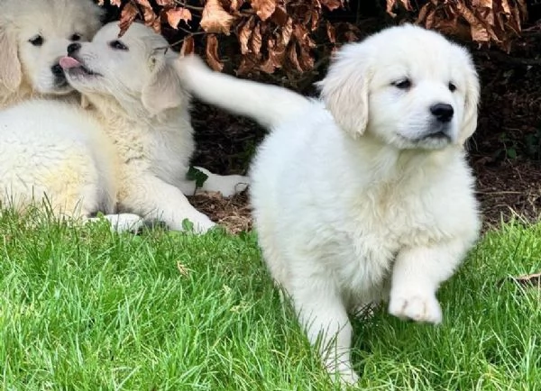 Disponibili splendidi cuccioli di Golden Retriever registrati. | Foto 0