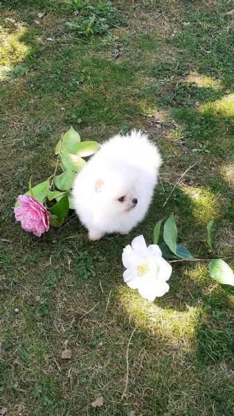 Pomeranian puppies 