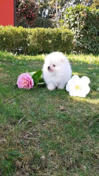 Pomeranian puppies  | Foto 0