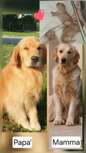 Cuccioli golden retriever | Foto 1