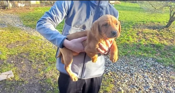 Cuccioli di Labrador di razza pura in cerca di adozione | Foto 1