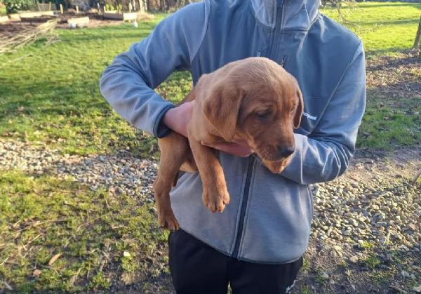Cuccioli di Labrador di razza pura in cerca di adozione | Foto 0