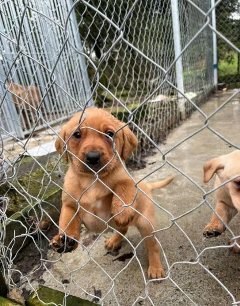 Cuccioli di Labrador di razza pura in cerca di adozione