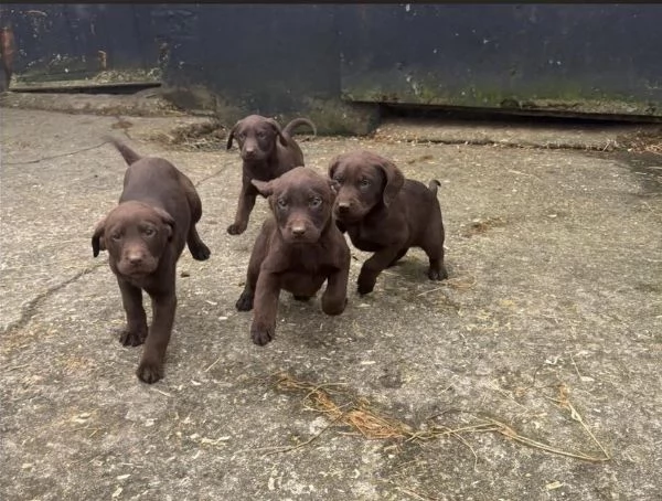 Adorabili cuccioli di Labrador cercano una nuova casa | Foto 1