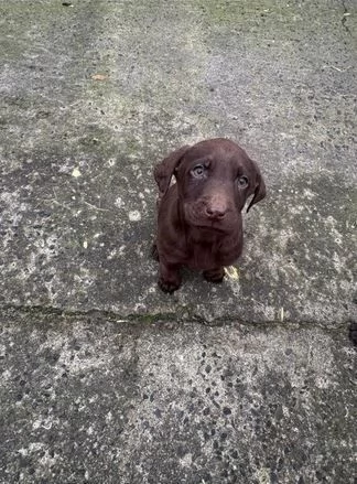 Adorabili cuccioli di Labrador cercano una nuova casa | Foto 0