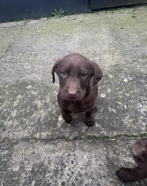 Adorabili cuccioli di Labrador cercano una nuova casa