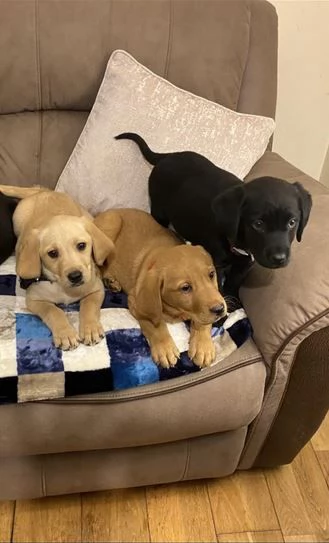 Adorabili cuccioli di Labrador di razza pura in cerca di una nuova casa | Foto 3