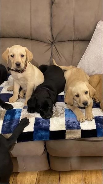 Adorabili cuccioli di Labrador di razza pura in cerca di una nuova casa | Foto 2