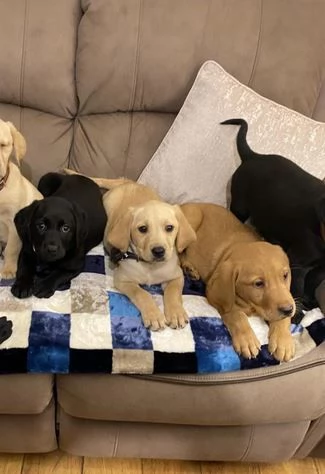 Adorabili cuccioli di Labrador di razza pura in cerca di una nuova casa | Foto 1