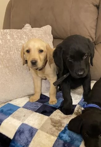 Adorabili cuccioli di Labrador di razza pura in cerca di una nuova casa | Foto 0