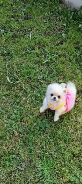 Pomeranian puppy  | Foto 1
