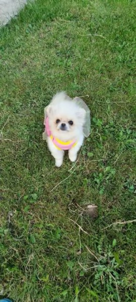 Pomeranian puppy  | Foto 0