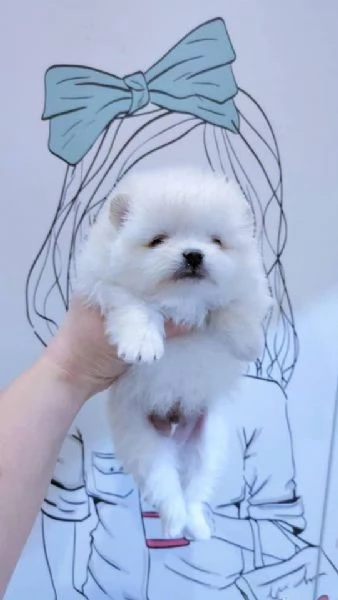 Pomeranian puppies  | Foto 1
