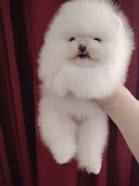 Pomeranian puppies  | Foto 0