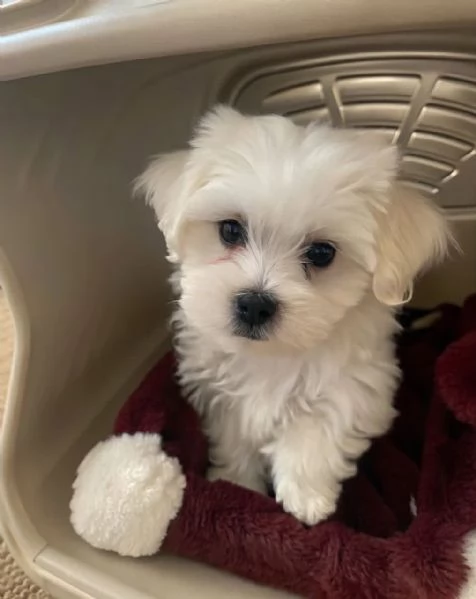 Maltese puppies 
