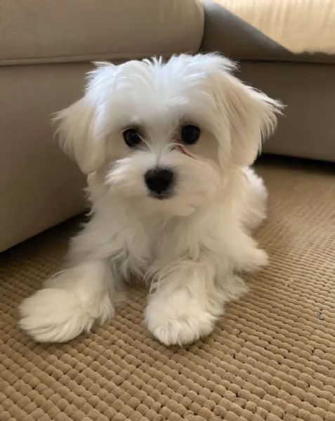 Maltese puppies  | Foto 3