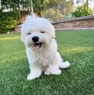 Maltese puppies  | Foto 0